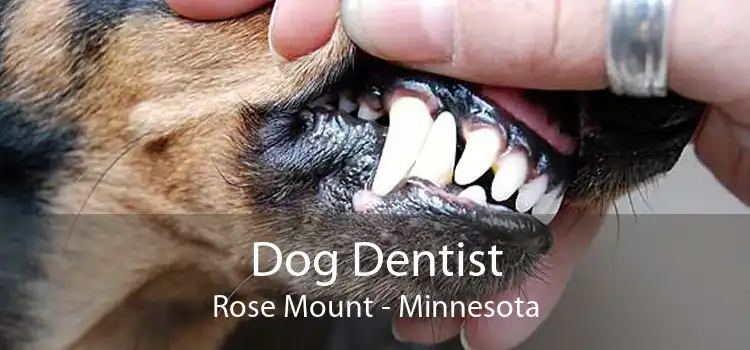 Dog Dentist Rose Mount - Minnesota
