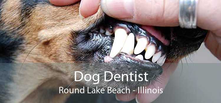 Dog Dentist Round Lake Beach - Illinois