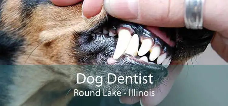 Dog Dentist Round Lake - Illinois