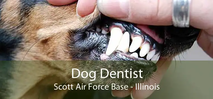 Dog Dentist Scott Air Force Base - Illinois