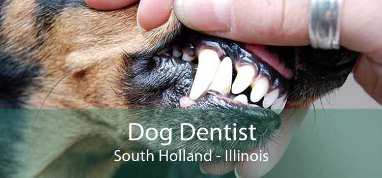 Dog Dentist South Holland - Illinois