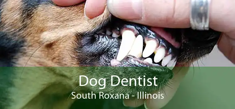 Dog Dentist South Roxana - Illinois