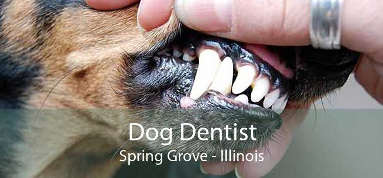 Dog Dentist Spring Grove - Illinois