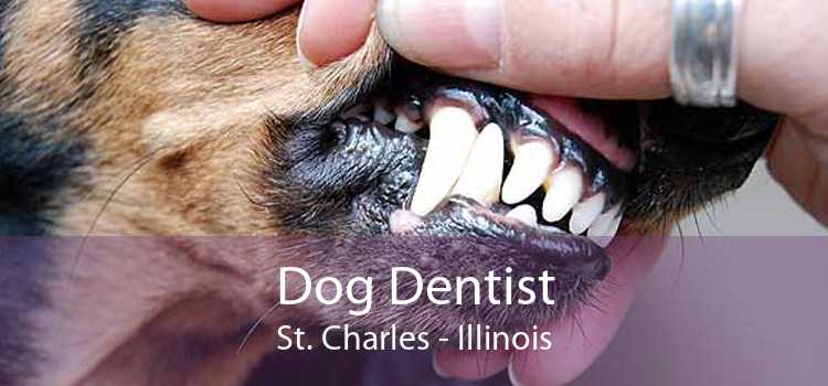 Dog Dentist St. Charles - Illinois