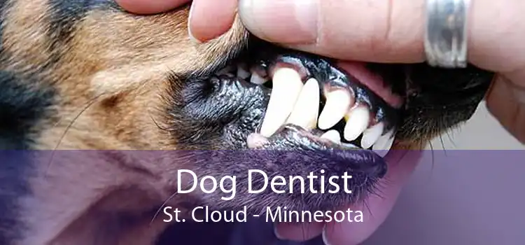 Dog Dentist St. Cloud - Minnesota