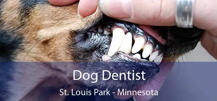 Dog Dentist St. Louis Park - Minnesota