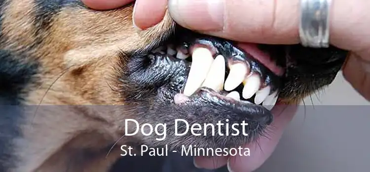 Dog Dentist St. Paul - Minnesota