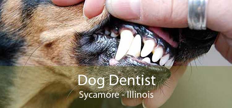 Dog Dentist Sycamore - Illinois