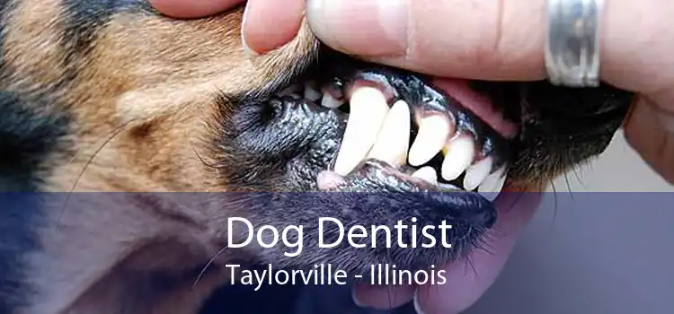 Dog Dentist Taylorville - Illinois