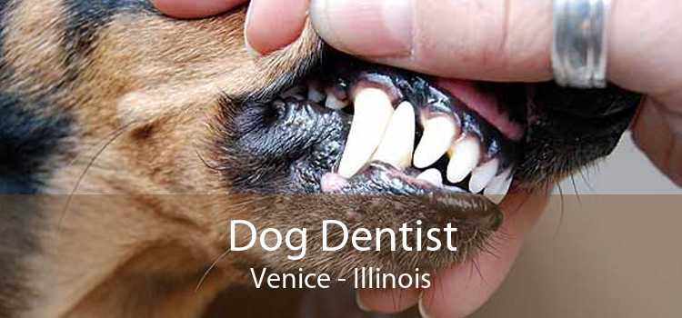 Dog Dentist Venice - Illinois