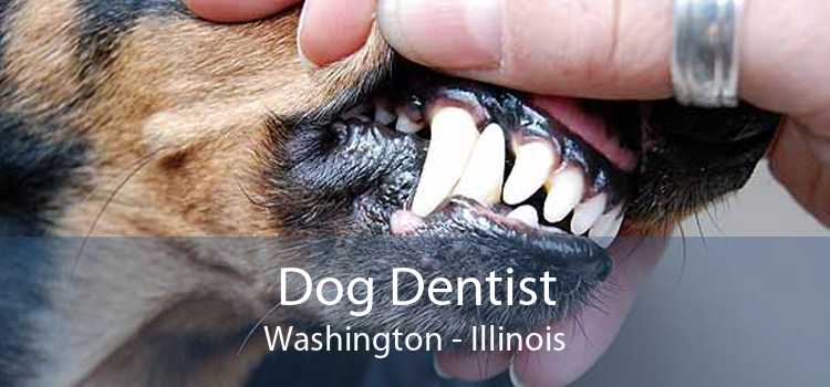 Dog Dentist Washington - Illinois