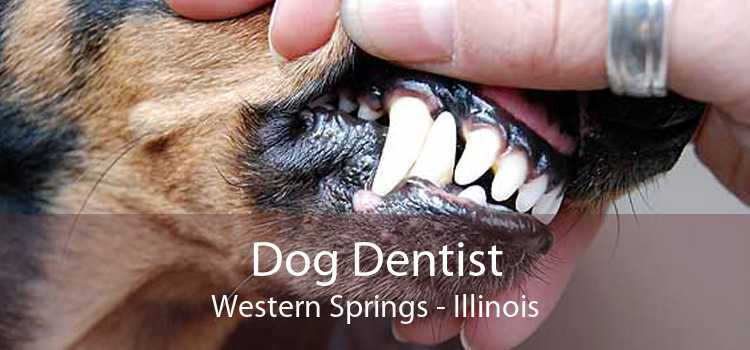 Dog Dentist Western Springs - Illinois