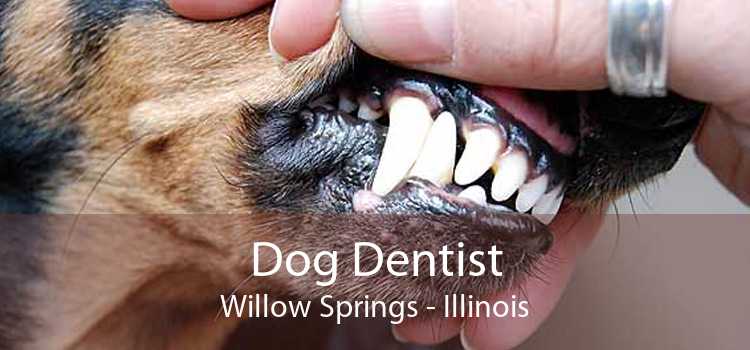 Dog Dentist Willow Springs - Illinois
