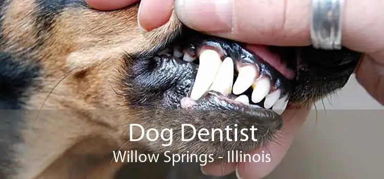 Dog Dentist Willow Springs - Illinois