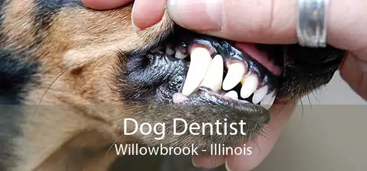 Dog Dentist Willowbrook - Illinois