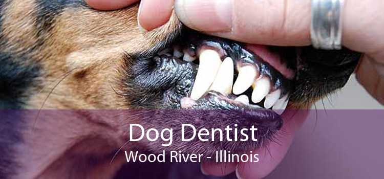 Dog Dentist Wood River - Illinois