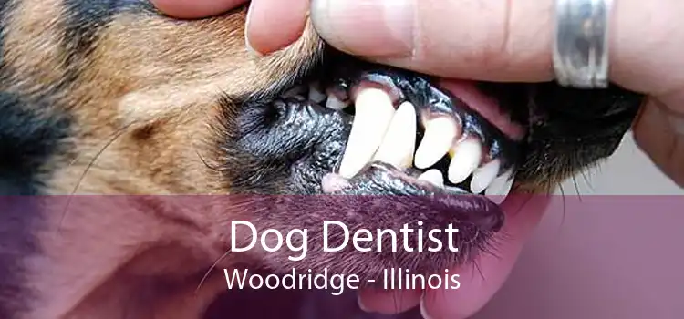 Dog Dentist Woodridge - Illinois