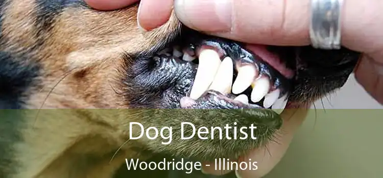 Dog Dentist Woodridge - Illinois