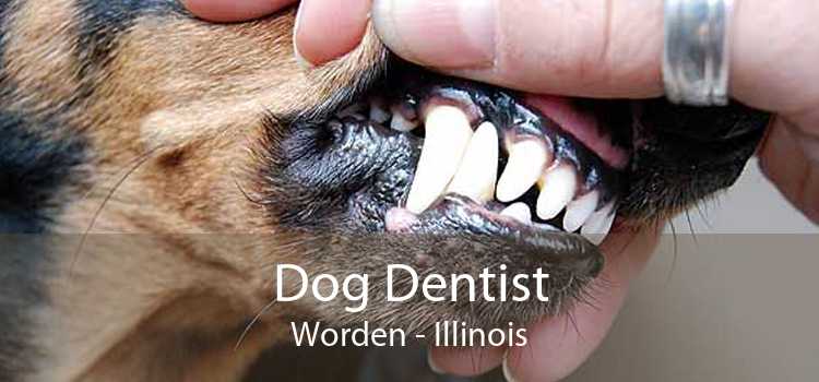 Dog Dentist Worden - Illinois