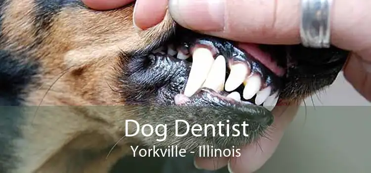 Dog Dentist Yorkville - Illinois