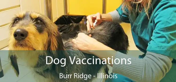 Dog Vaccinations Burr Ridge - Illinois