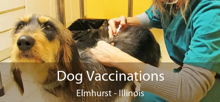 Dog Vaccinations Elmhurst - Illinois