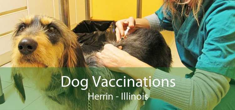 Dog Vaccinations Herrin - Illinois