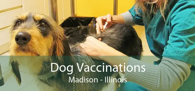 Dog Vaccinations Madison - Illinois