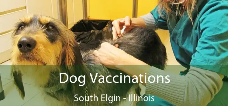 Dog Vaccinations South Elgin - Illinois