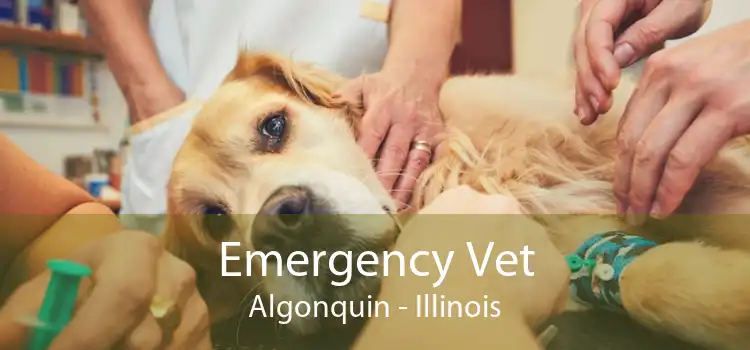 Emergency Vet Algonquin - Illinois