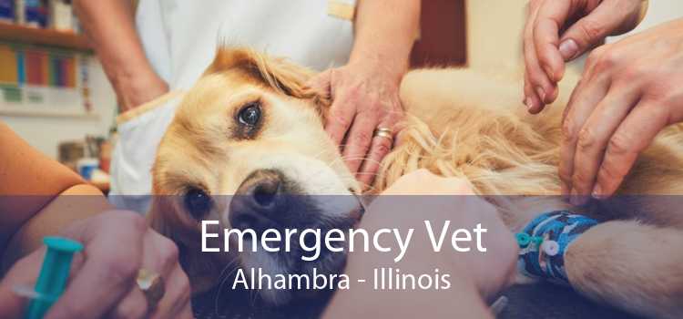 Emergency Vet Alhambra - Illinois