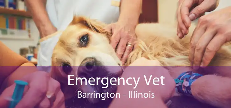 Emergency Vet Barrington - Illinois