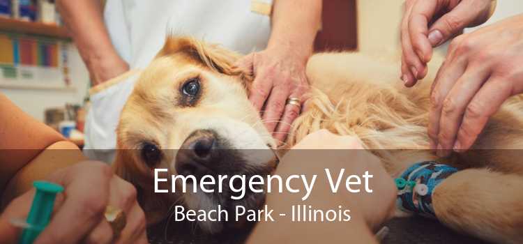 Emergency Vet Beach Park - Illinois