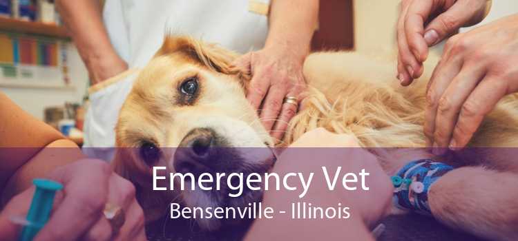 Emergency Vet Bensenville - Illinois