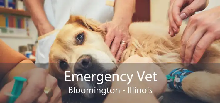 Emergency Vet Bloomington - Illinois