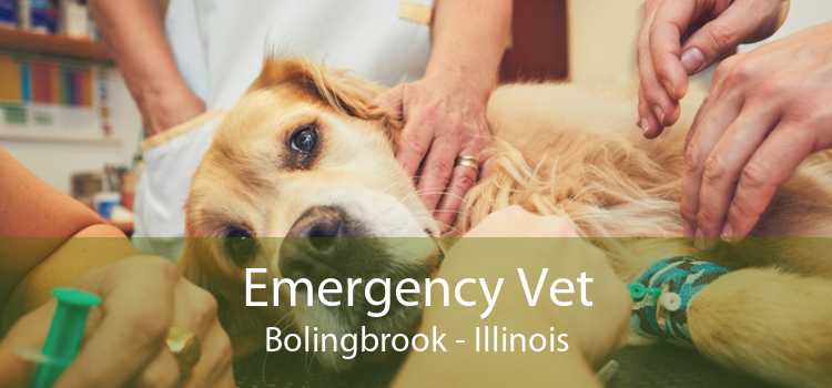 Emergency Vet Bolingbrook - Illinois