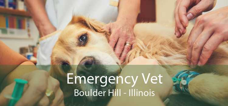 Emergency Vet Boulder Hill - Illinois
