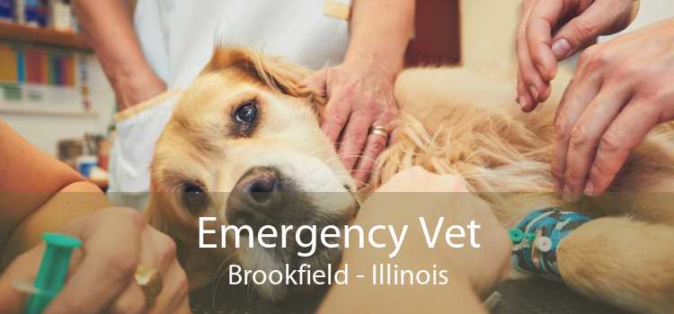 Emergency Vet Brookfield - Illinois