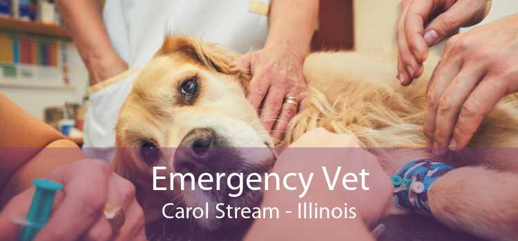 Emergency Vet Carol Stream - Illinois