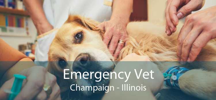 Emergency Vet Champaign - Illinois