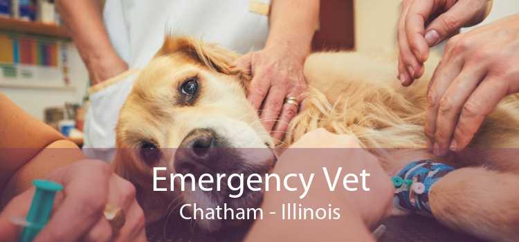 Emergency Vet Chatham - Illinois