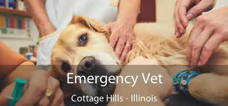 Emergency Vet Cottage Hills - Illinois