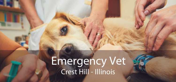 Emergency Vet Crest Hill - Illinois