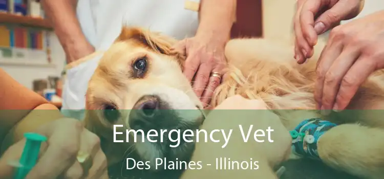 Emergency Vet Des Plaines - Illinois