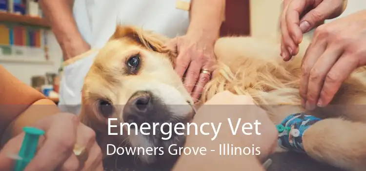 Emergency Vet Downers Grove - Illinois
