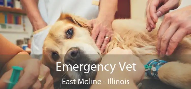 Emergency Vet East Moline - Illinois