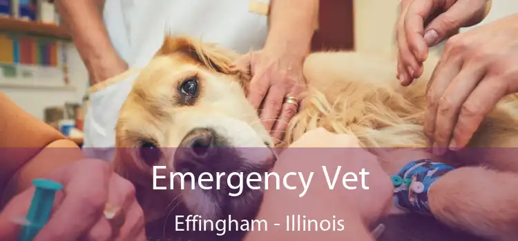 Emergency Vet Effingham - Illinois