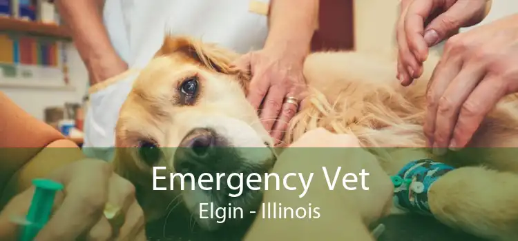 Emergency Vet Elgin - Illinois
