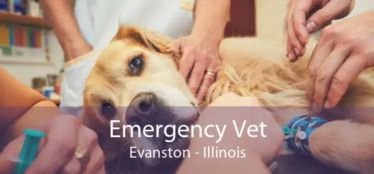 Emergency Vet Evanston - 24 Hour Emergency Vet Near Me