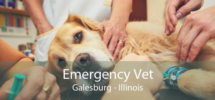 Emergency Vet Galesburg - Illinois